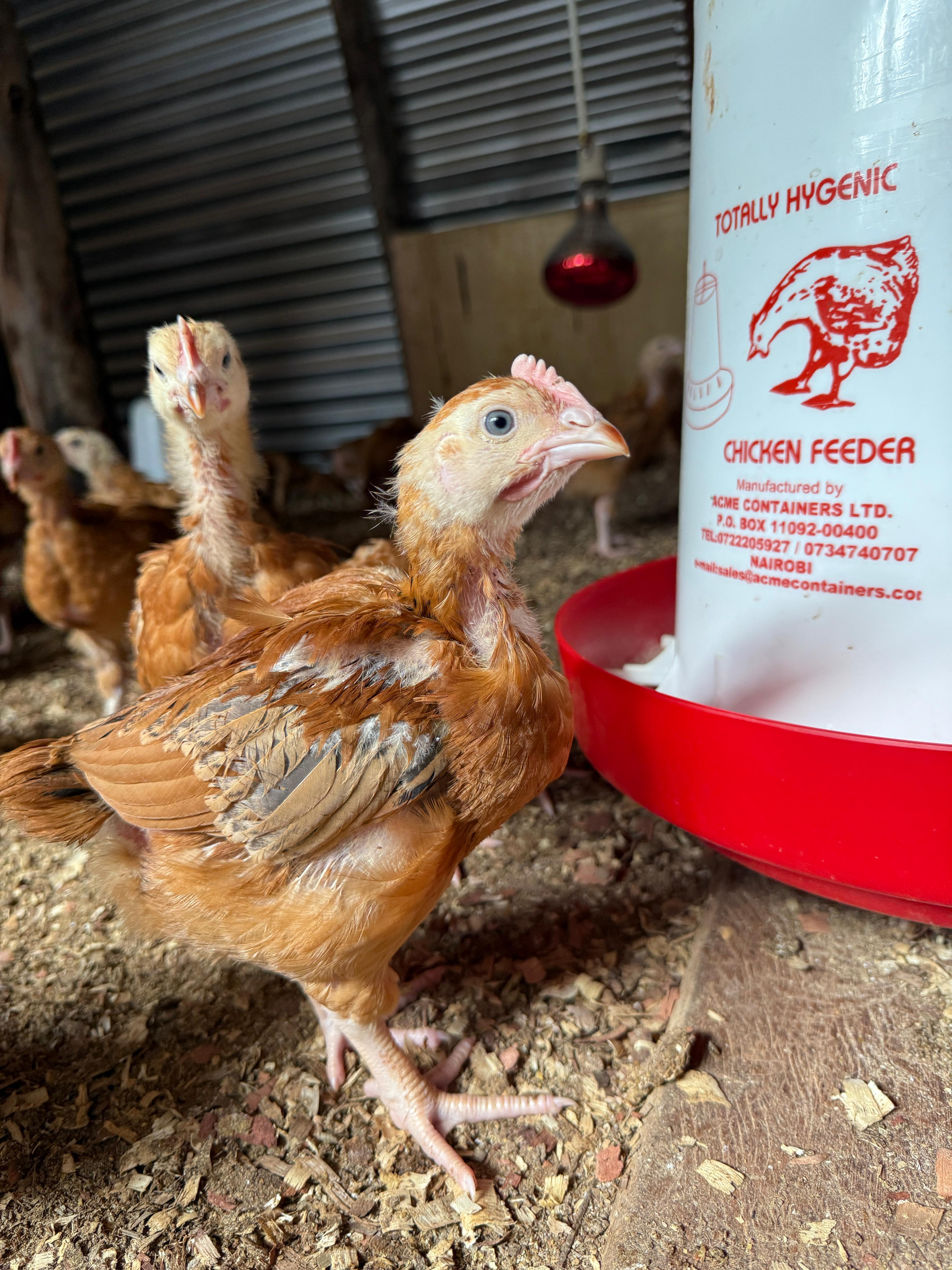 Fresh Eggs, Daily — Iconic Farms, Kisumu