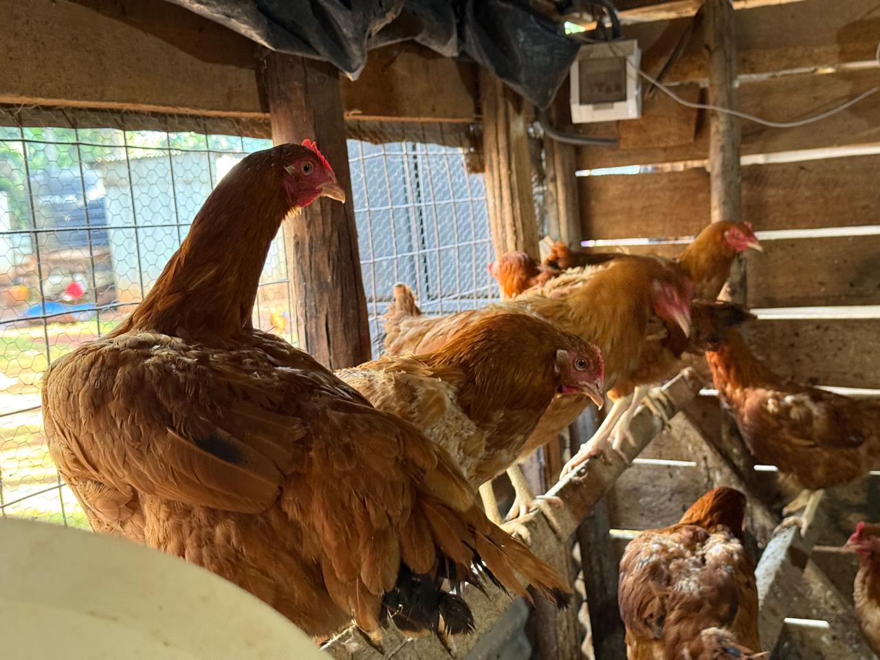 More Photos Coming Soon — Iconic Farms, Kisumu
