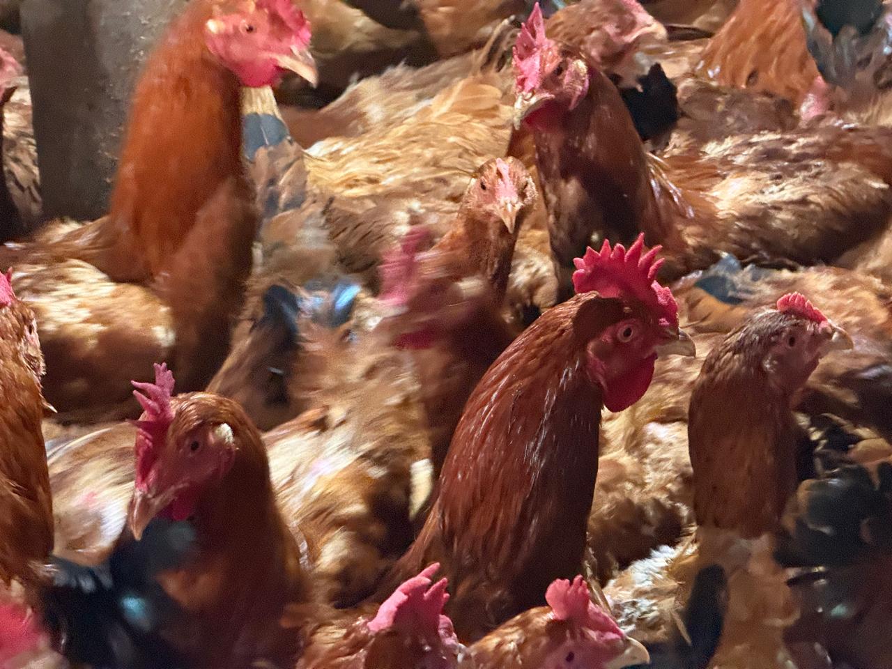 Hands-On Farm Care — Iconic Farms, Kisumu