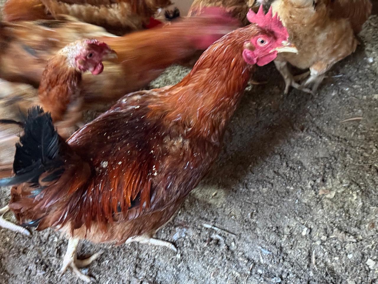Free-Range Grounds — Iconic Farms, Kisumu